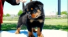 Rottweiler-Available-