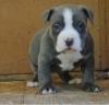Adorable-Pure-Breed-American-Pitbull-Puppies-