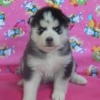 Quality-Siberian-Husky-Puppies-for-adoption