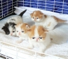 Cute-Teacup-Persian-Kittens