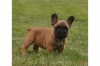 French-Bulldog-puppies-Promising-from-many-years-of-breeding-