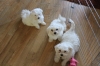 Maltese-puppies