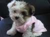 Christmas-male-and-female-Teacup-Yorkshire-terrier-puppies-