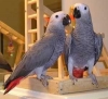 Beautiful-and-Lovely-male-and-female-Congo-African-Grey-Parrots-